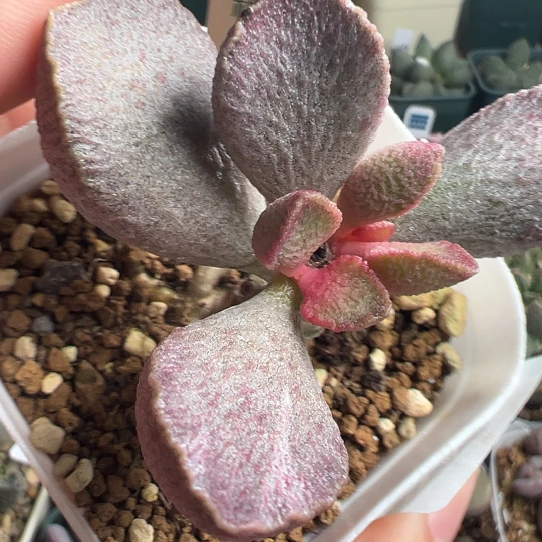 866老桩子杂交实生一颗