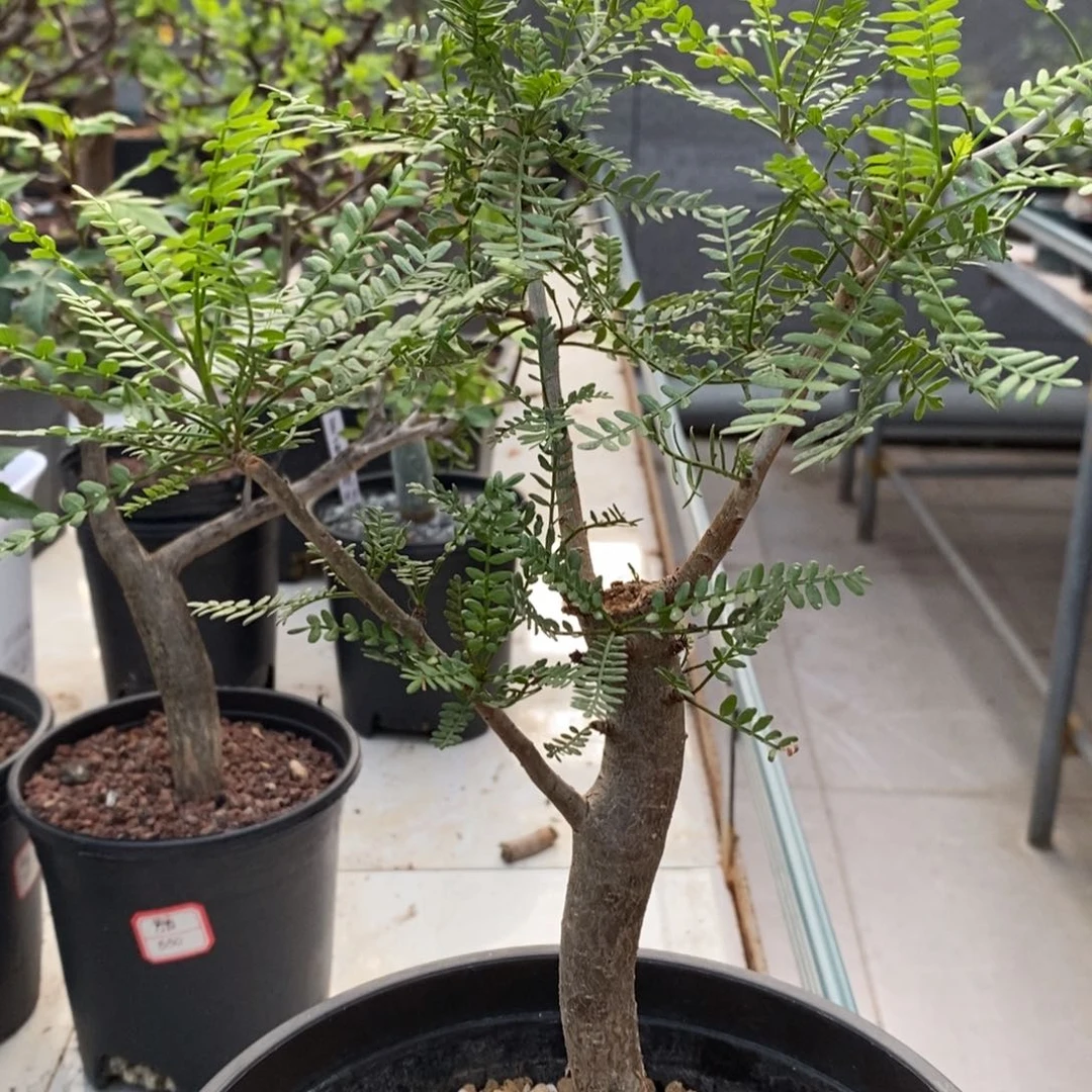 双子星（羽叶裂榄）实生带盆