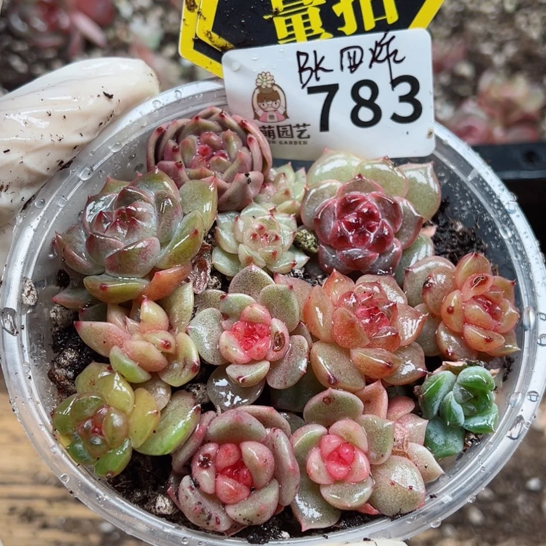 多肉植物多肉植物