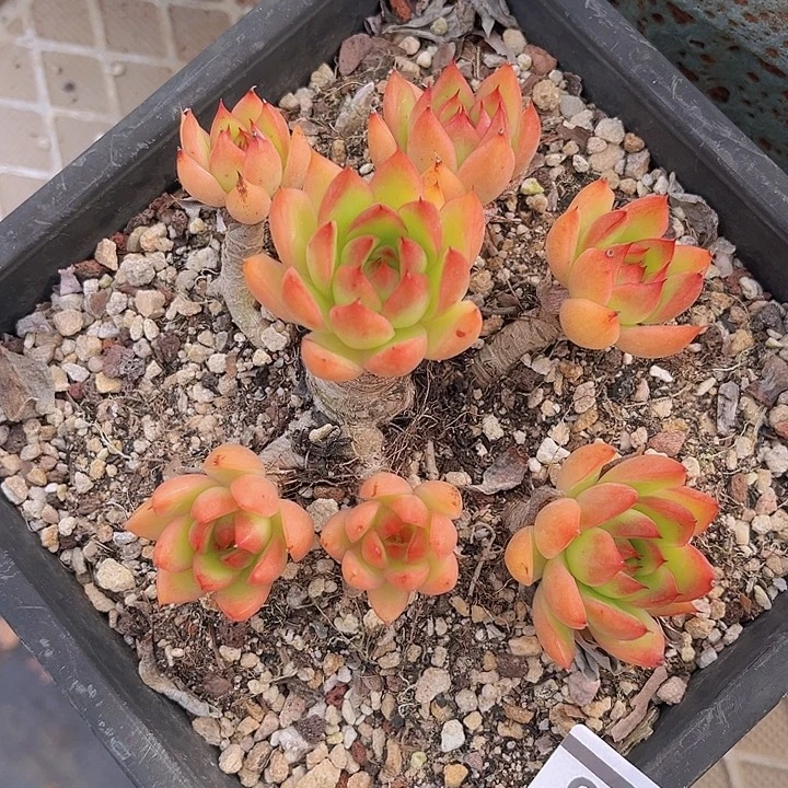 青椒东云27195多肉植物