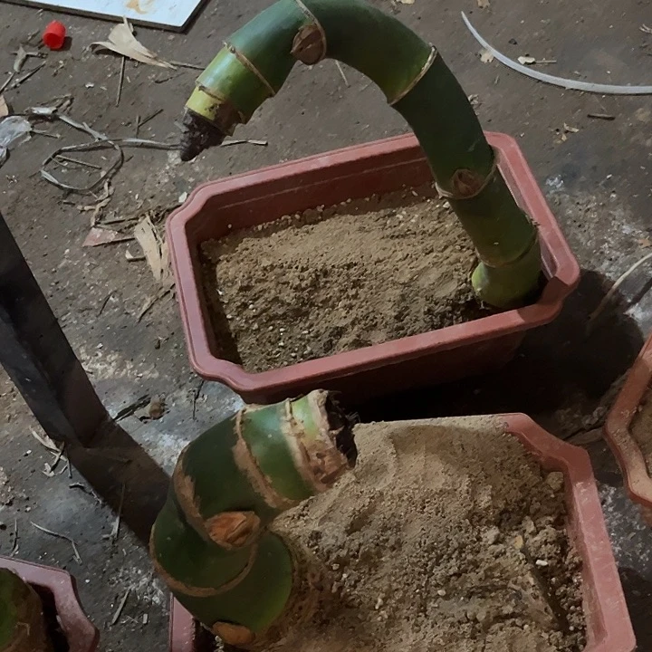 无花朵小叶簕竹直播间专拍