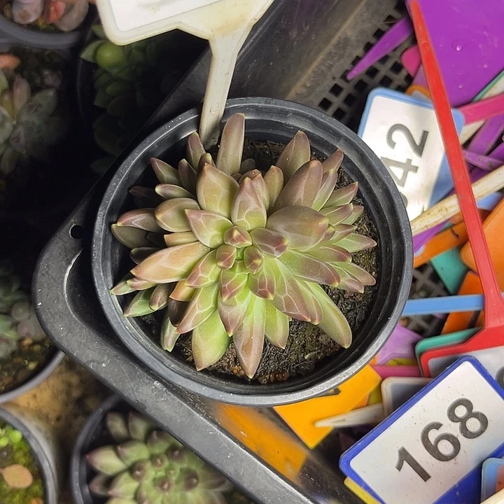 多肉植物梵高美人684