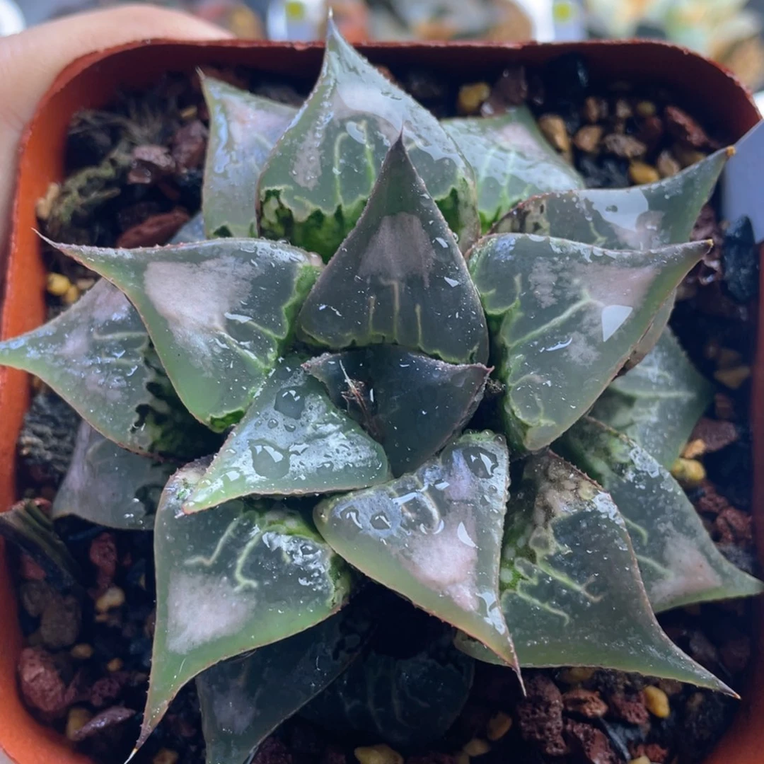 23.十二卷多肉酒吞童子寿。