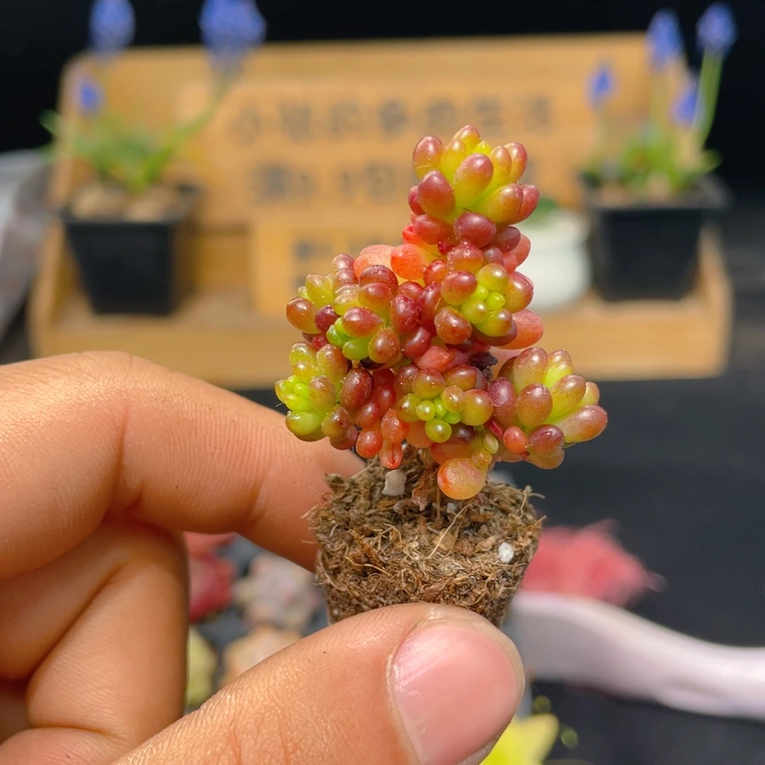 浆果多肉9.9包邮发货