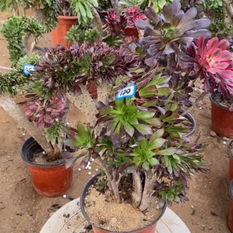 黑法师缀一物一拍