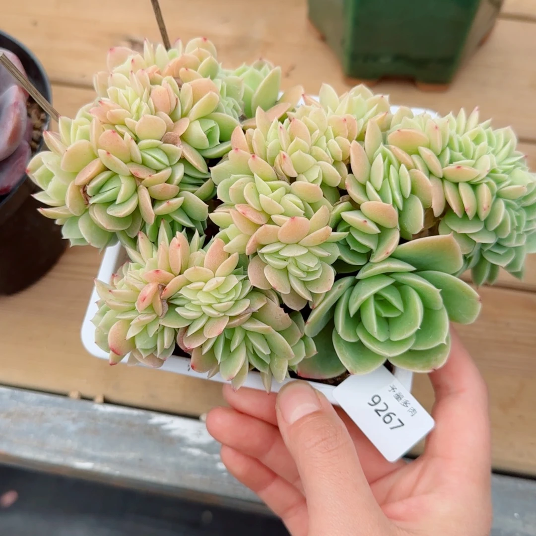 星娜塔缀化，9267多肉植物