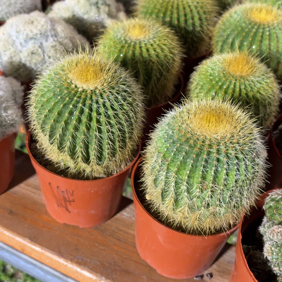 金冠仙人球单头9㎝盆下播福利