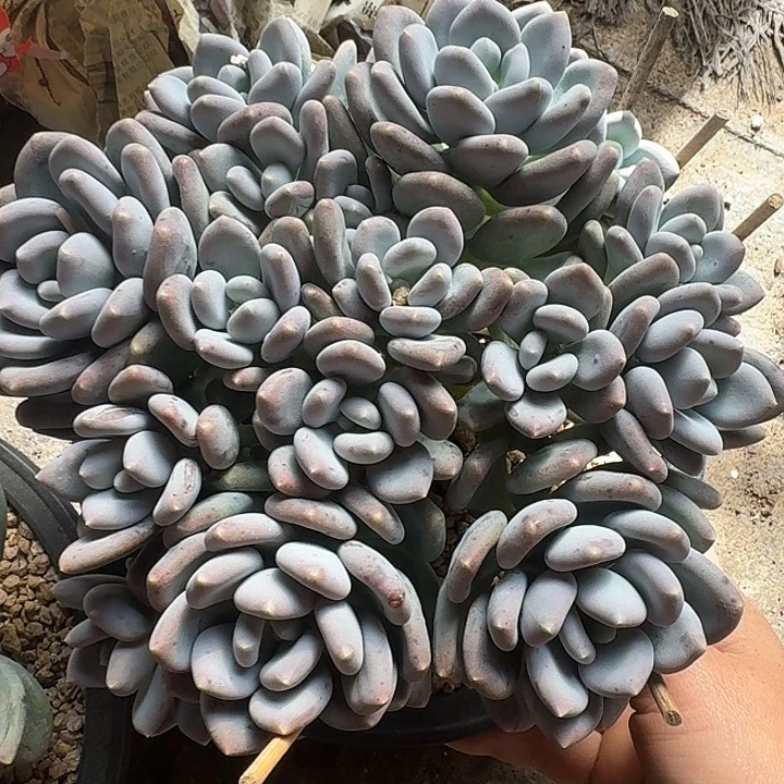 咖啡美人多肉植物的生长