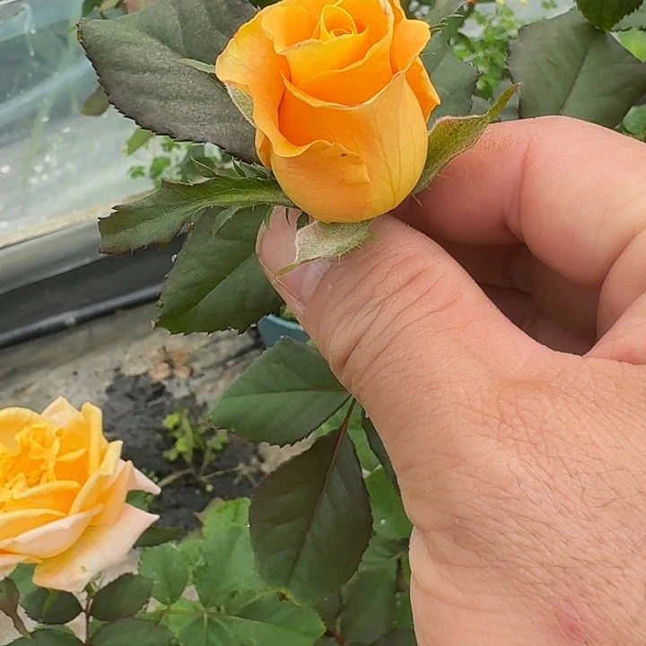 无花朵柠檬奶茶一加