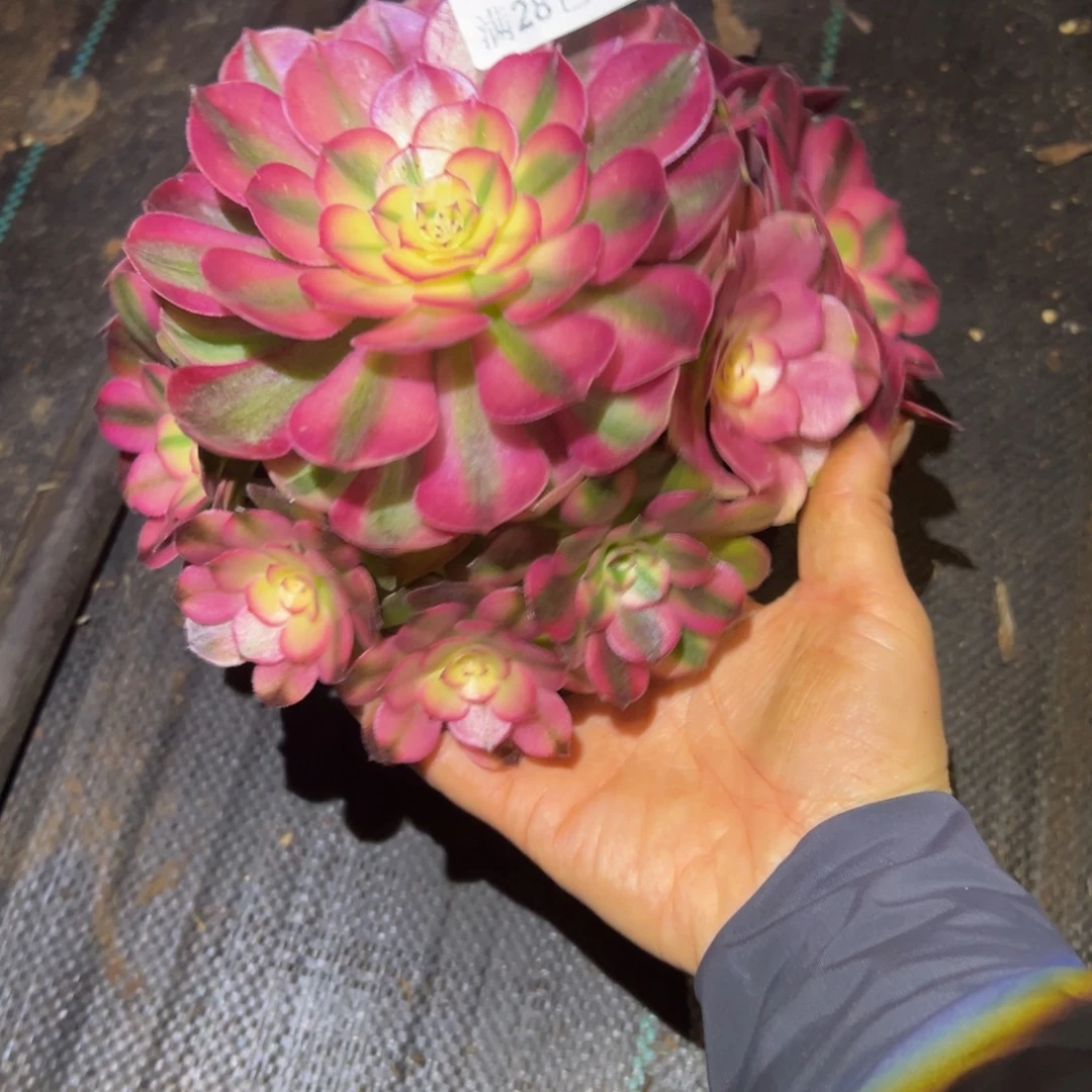 余***心多肉植物1716脱土
