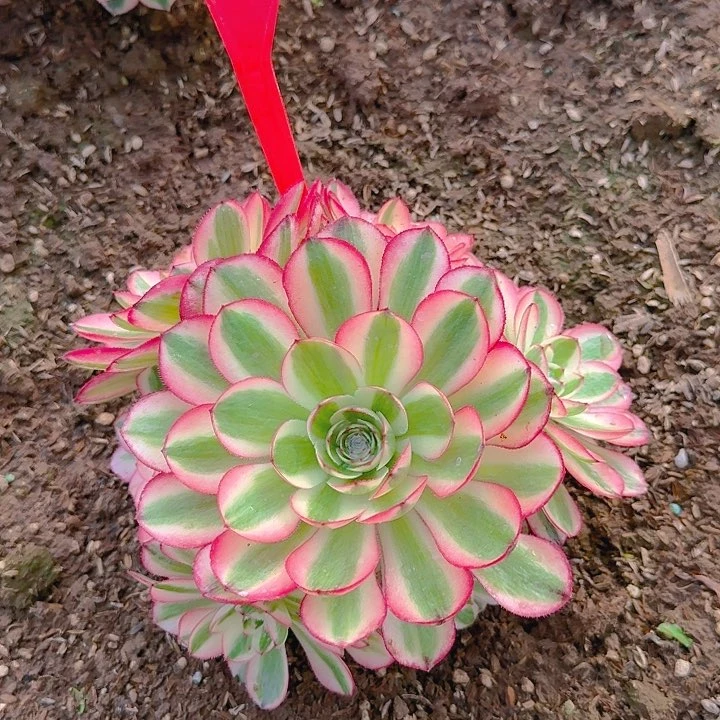 3-70荔枝多肉法师