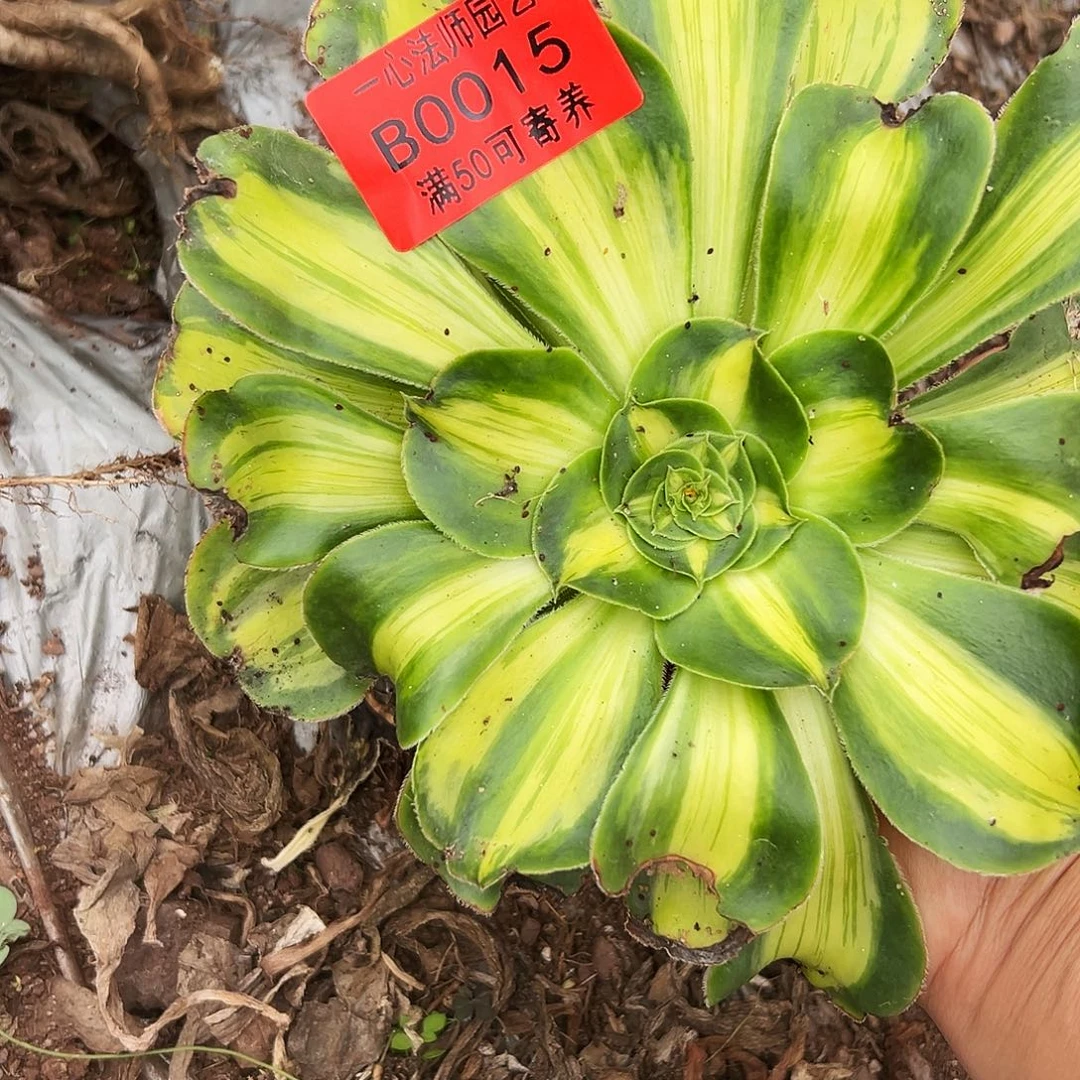 0015多肉植物暴君