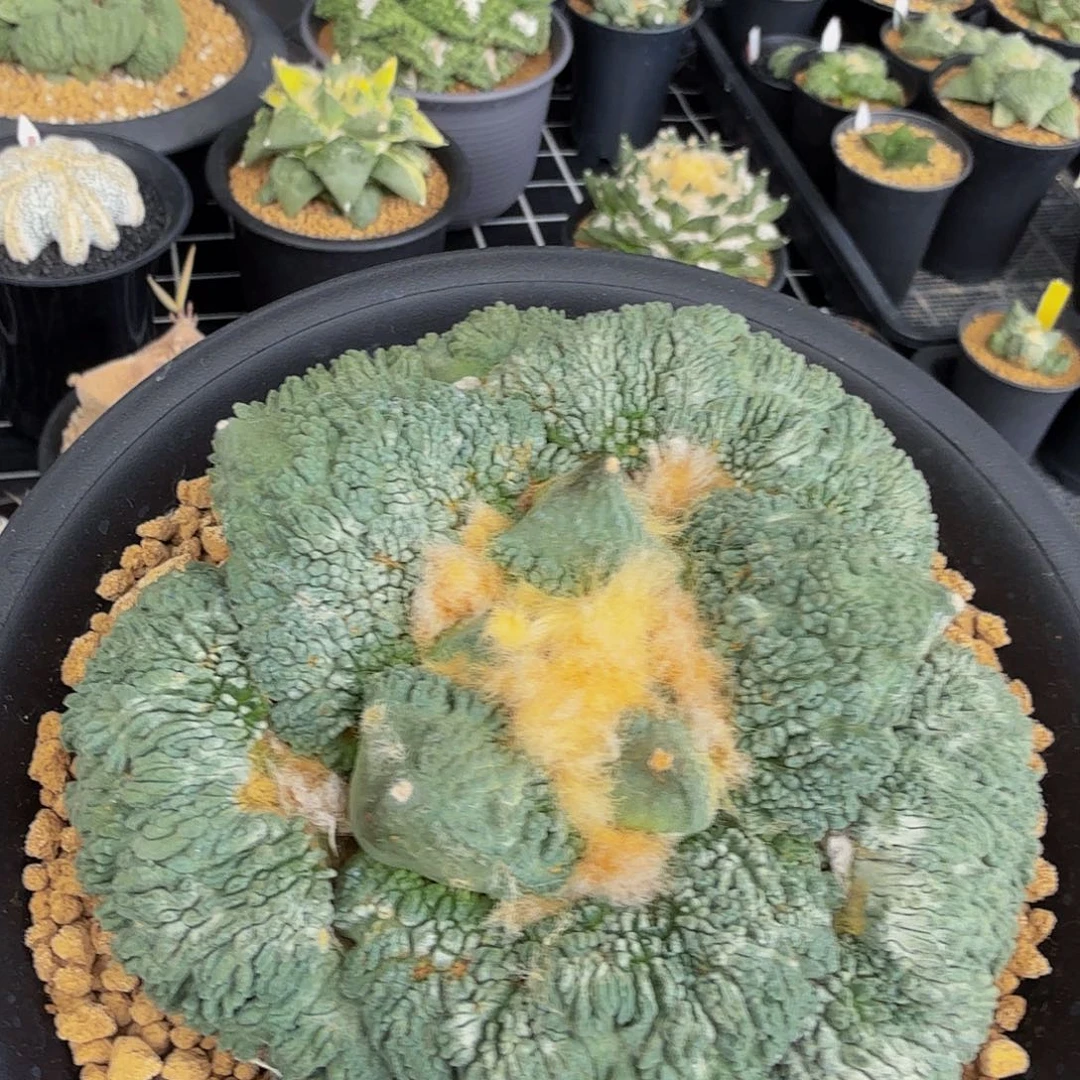 蓝白蜡带血怒基因的实生