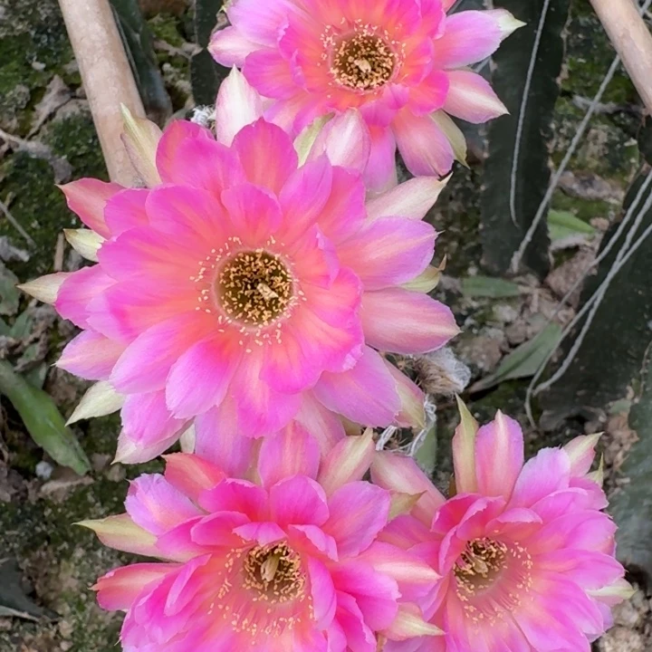 211丽花汤姆歪3公分左右无根侧牙，20包邮