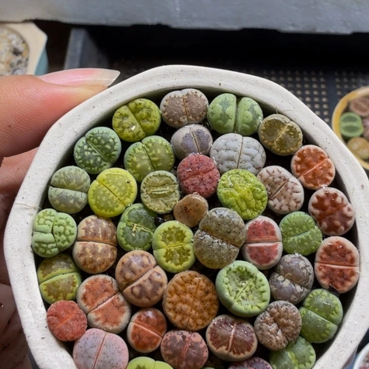 多肉植物的生长紫91