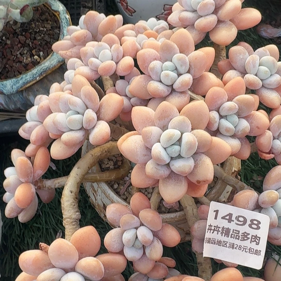 1498一物一拍（满28包邮）