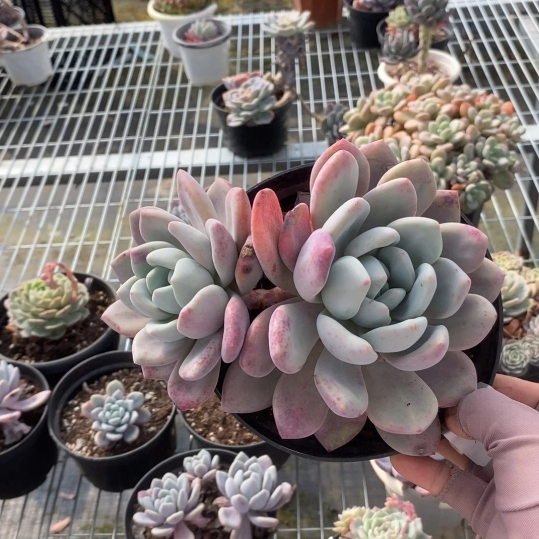 6113奥普琳娜一物一拍