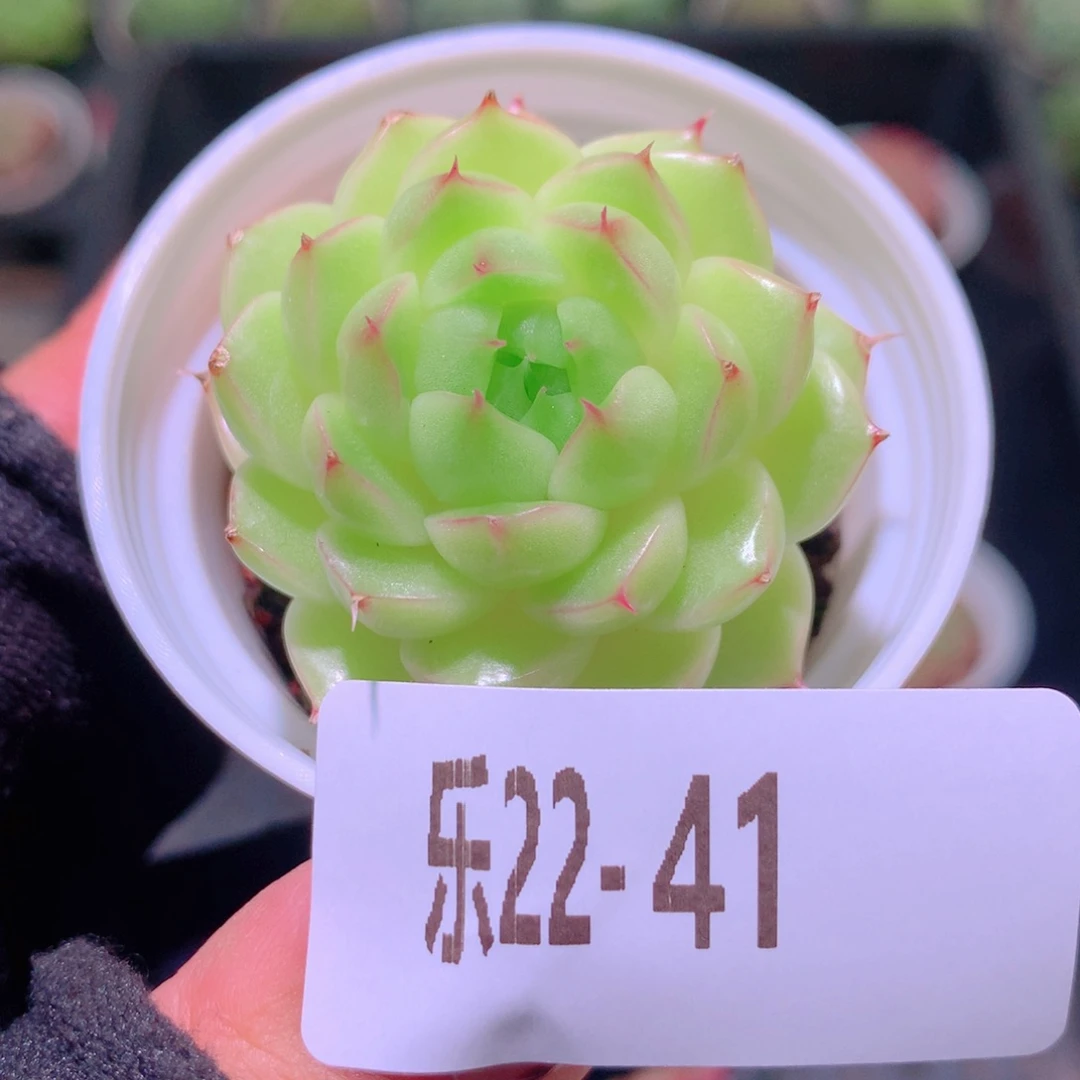 乐然22-41 麦秆单头