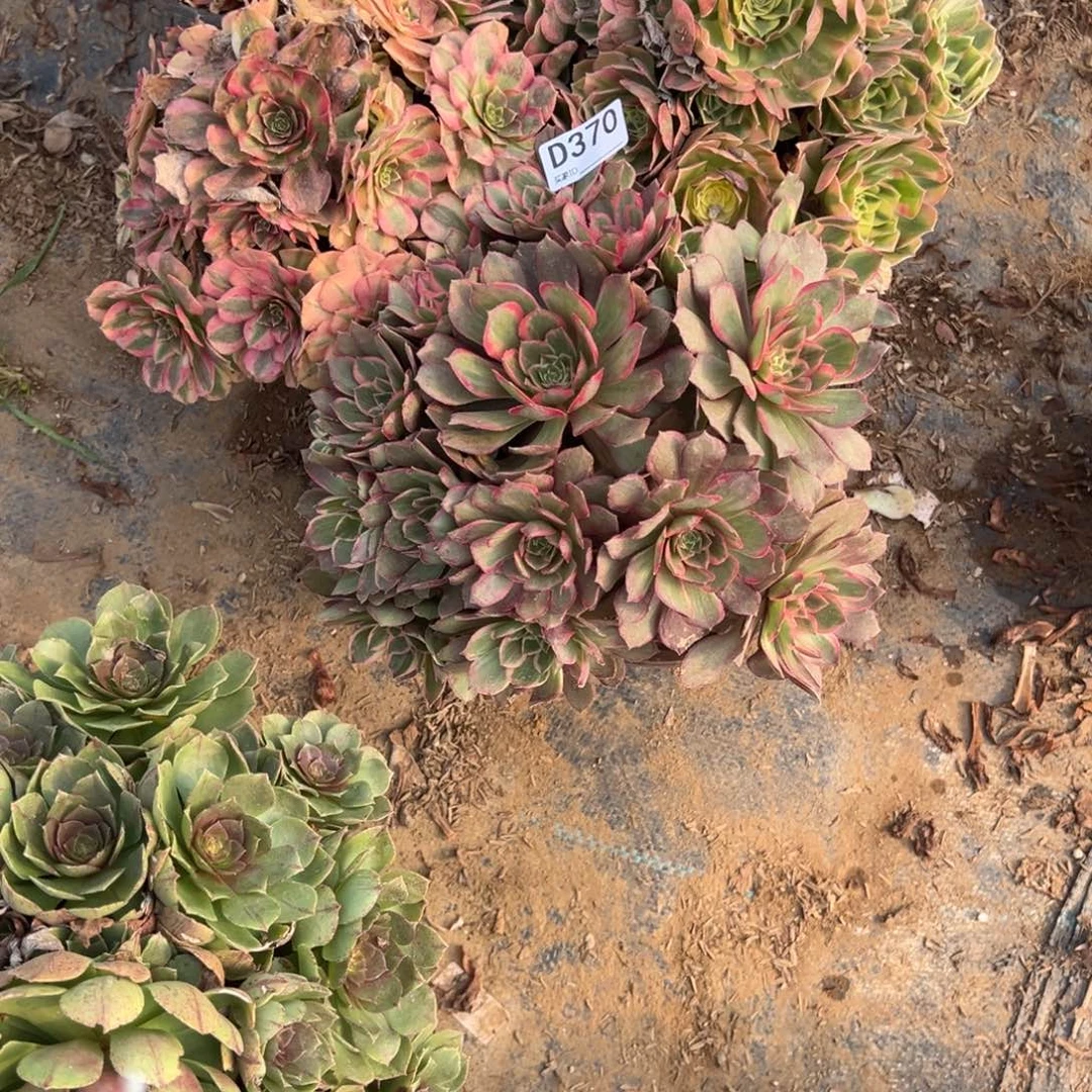 370三颗组合多肉植物