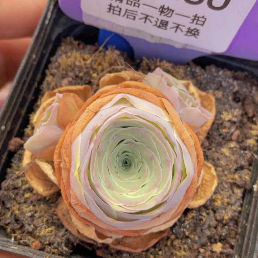 山地玫瑰戏雨J230