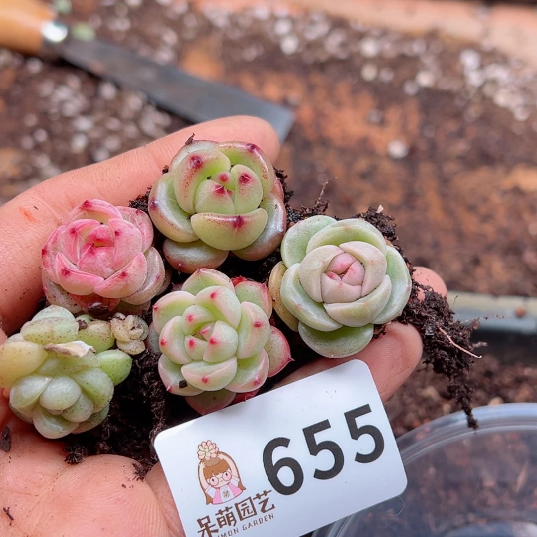 多肉植物多肉植物