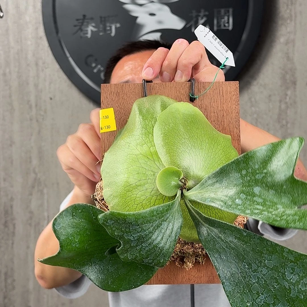 西***猴无花朵绿植绿植绿植绿植