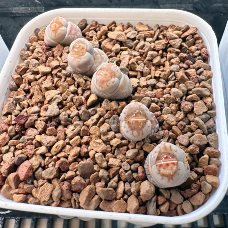 116多肉植物生石花一颗