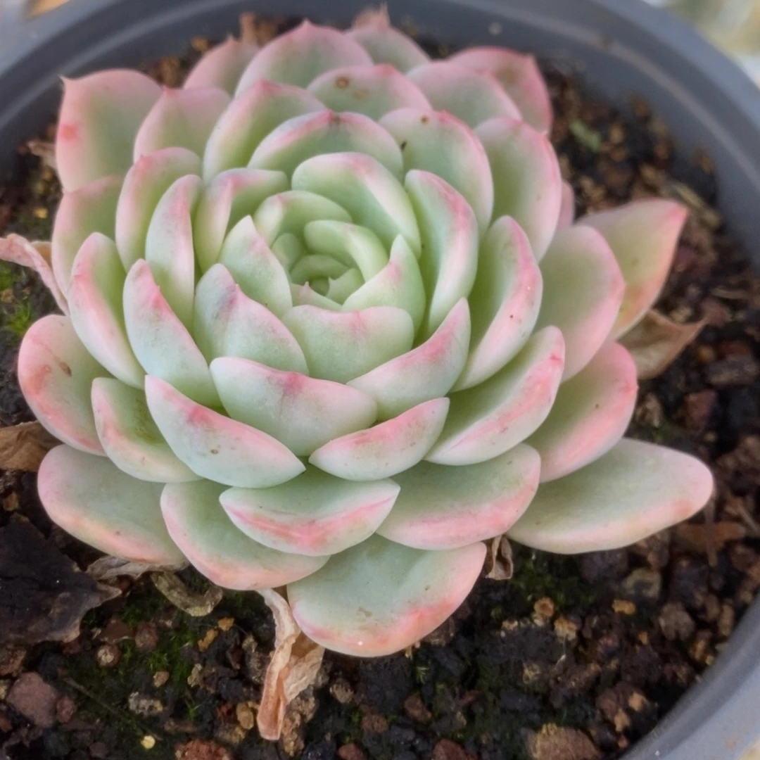 254茉莉花锦锦锦锦锦