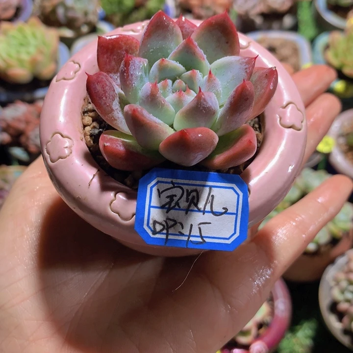 宝***儿宝贝儿     带盆