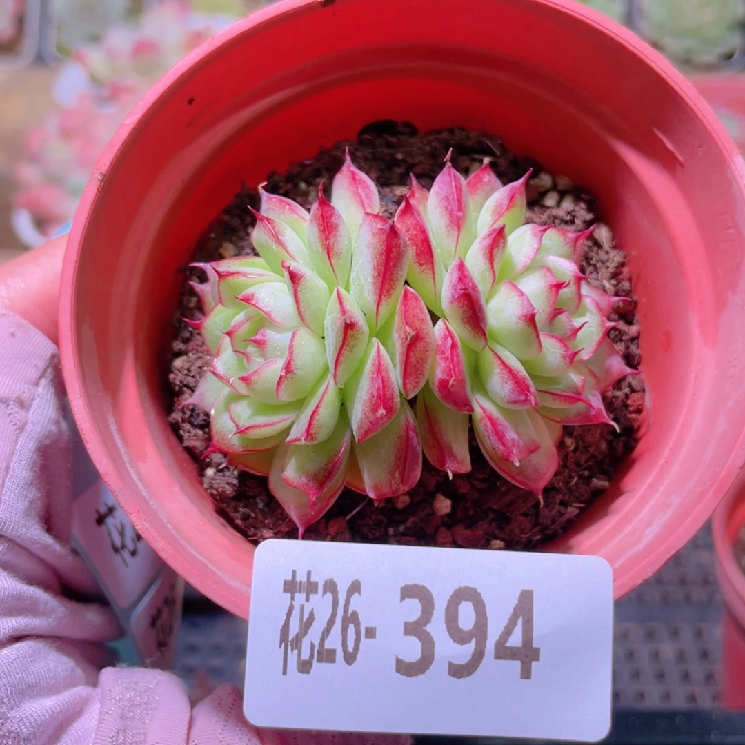 花利美26-394女王玫瑰