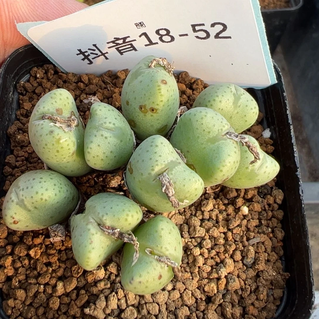 18-52少将多肉植物