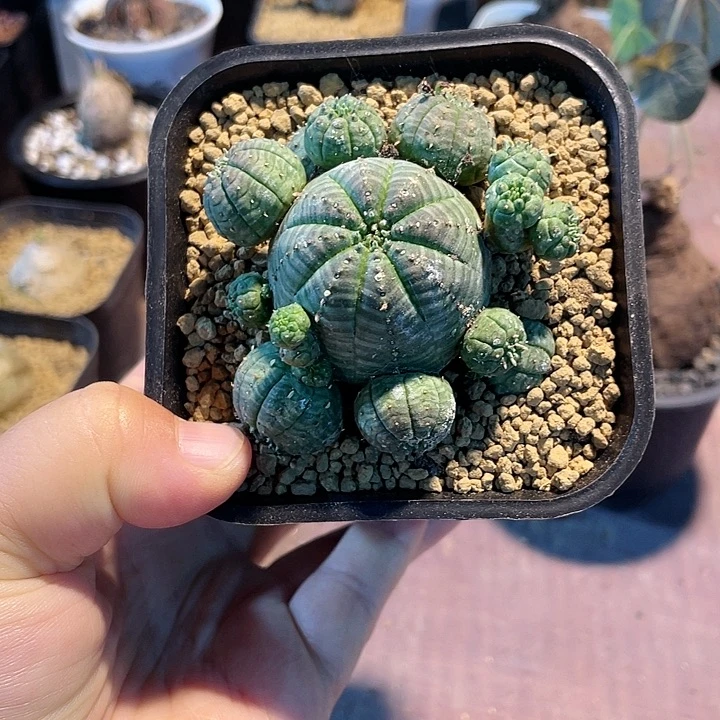 151布纹球多头群植物