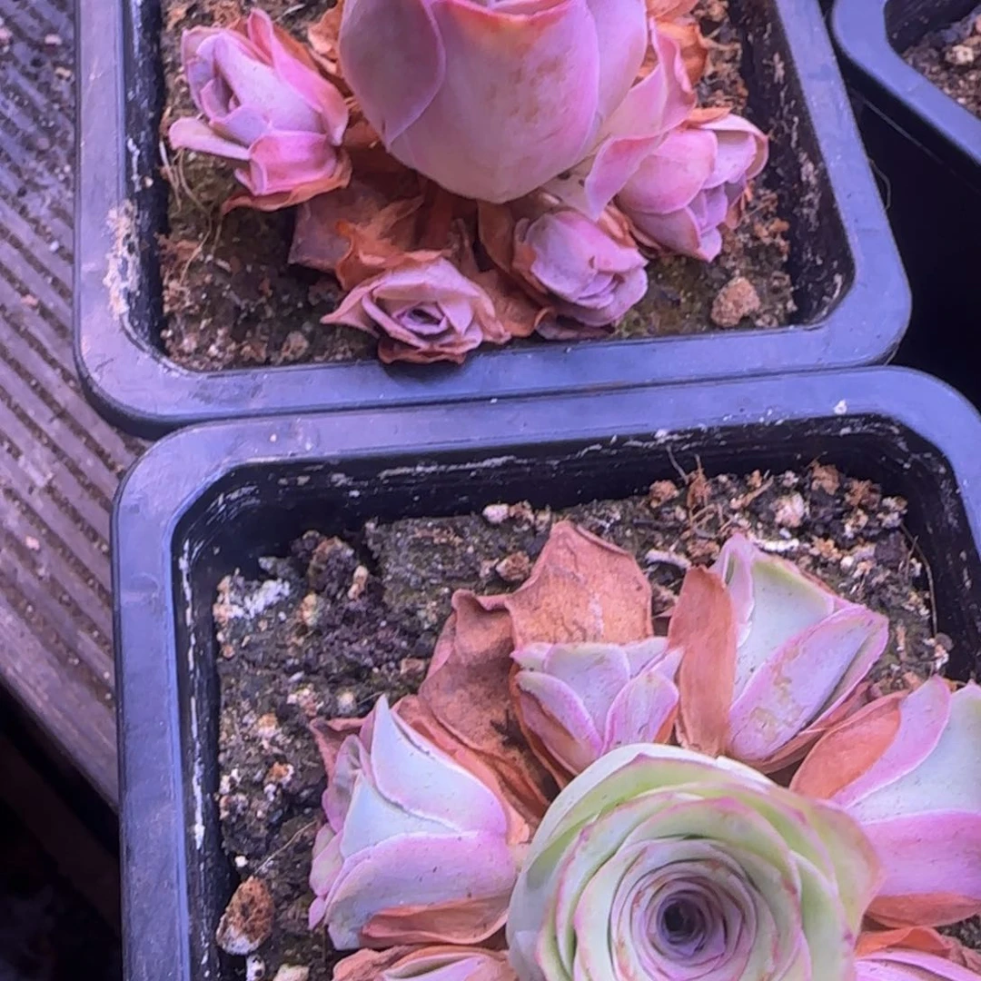一物一拍，山地玫瑰2盆捧花