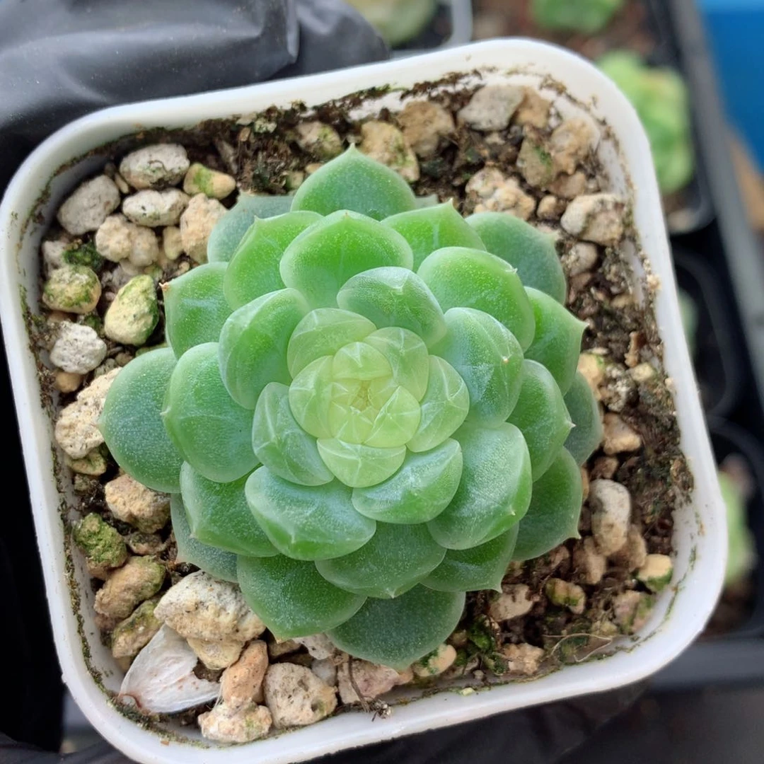 58包邮  群生不包整 泼富171