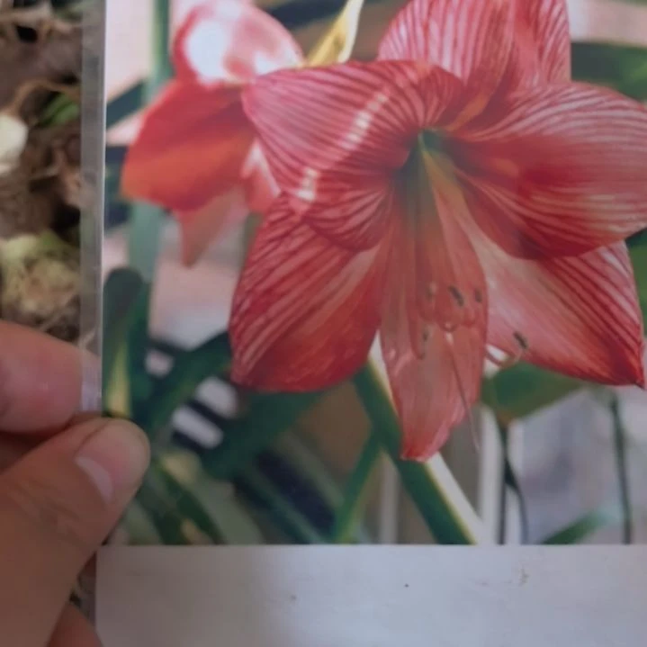当前无花栽培后可以开花橙白肋小球带盆发货