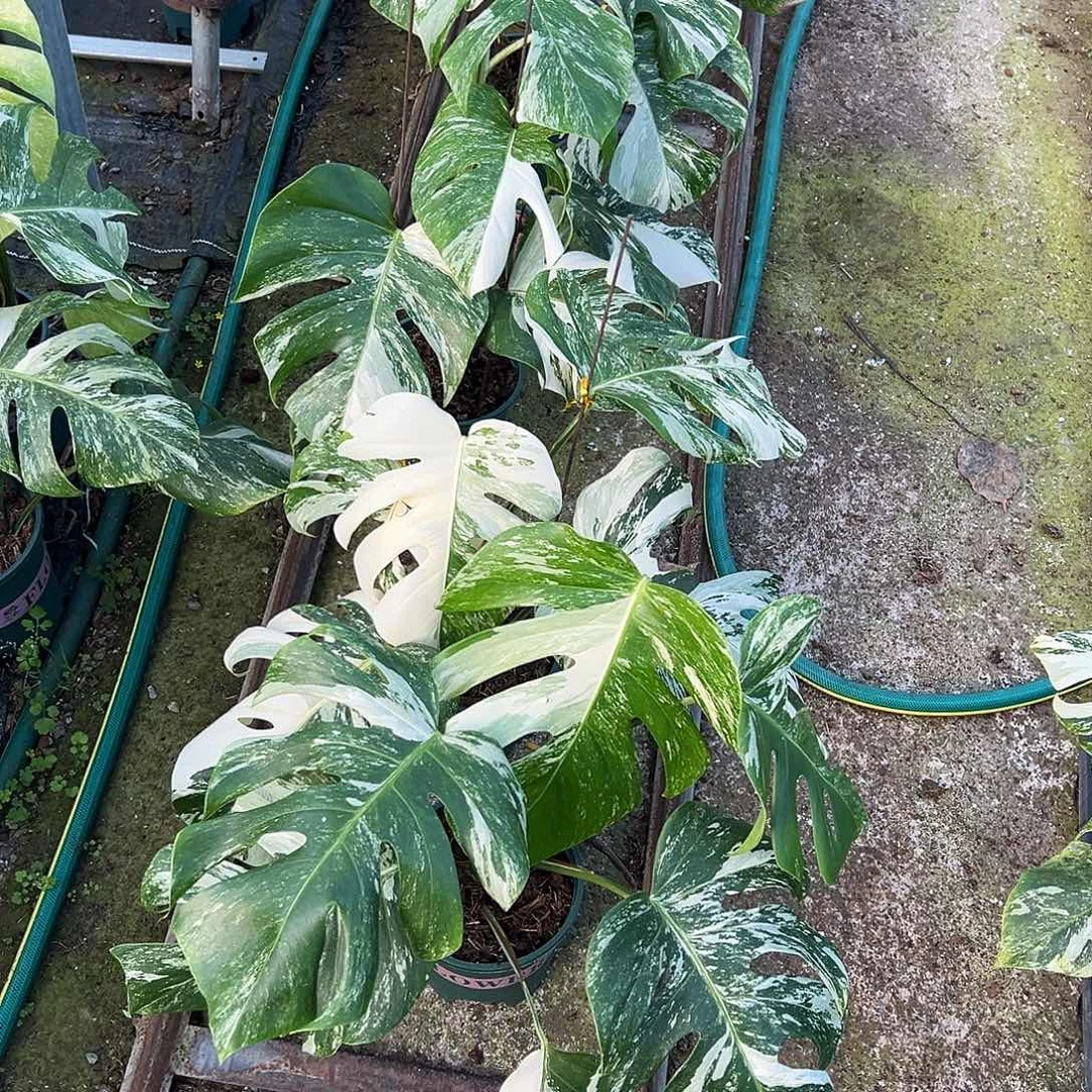 博***）完全开放橙炳锦两颗随机发货不售后随机