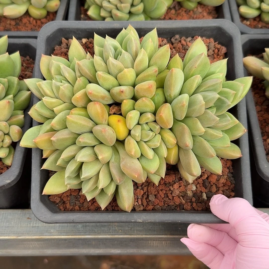 红象牙整无砍老桩群生