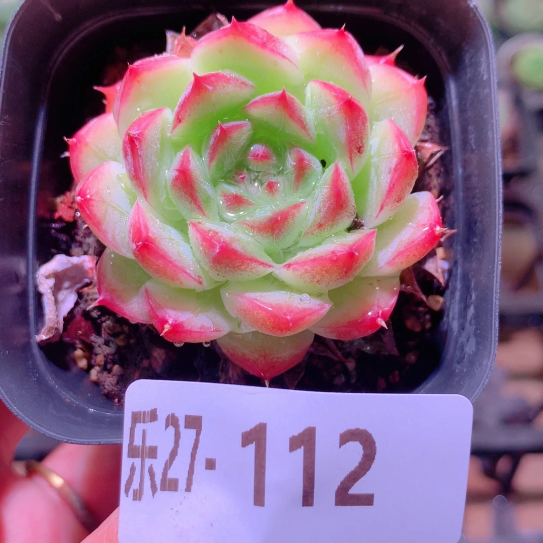 乐然27-112 新品单头
