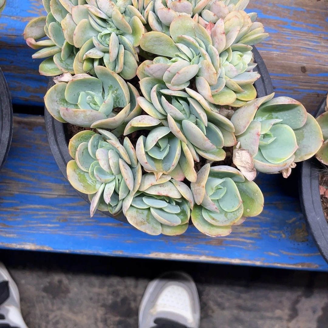 骑兵碧桃一个。