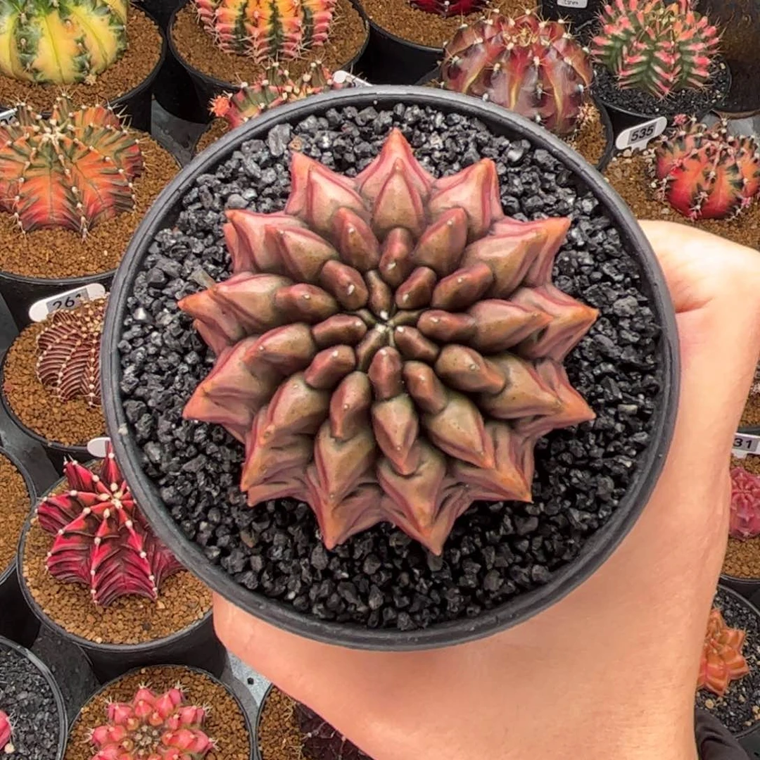 超美 米哈仙人球