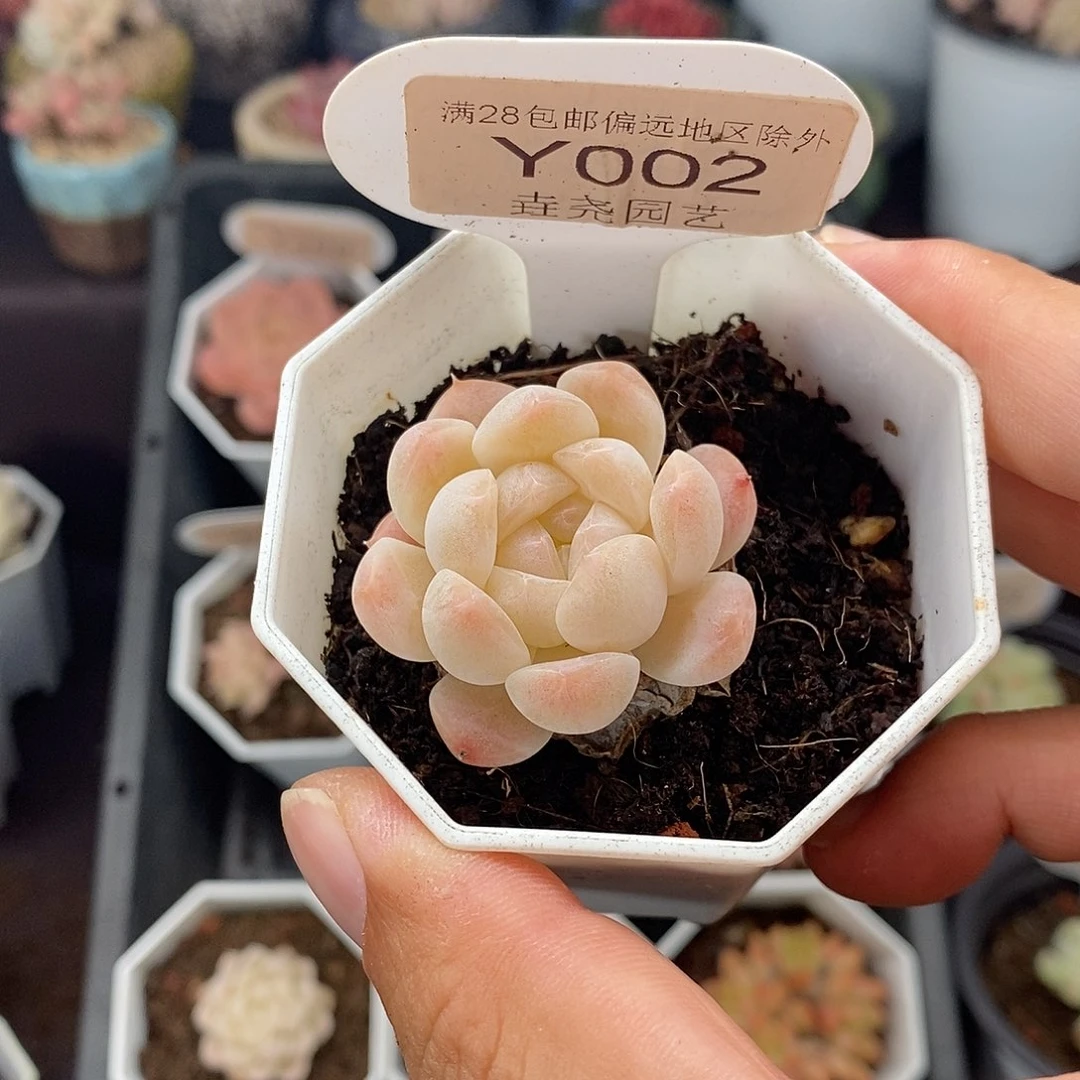 0002 白桃汽水 3.5cm