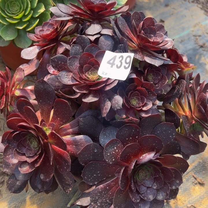 赤炎链多肉植物439