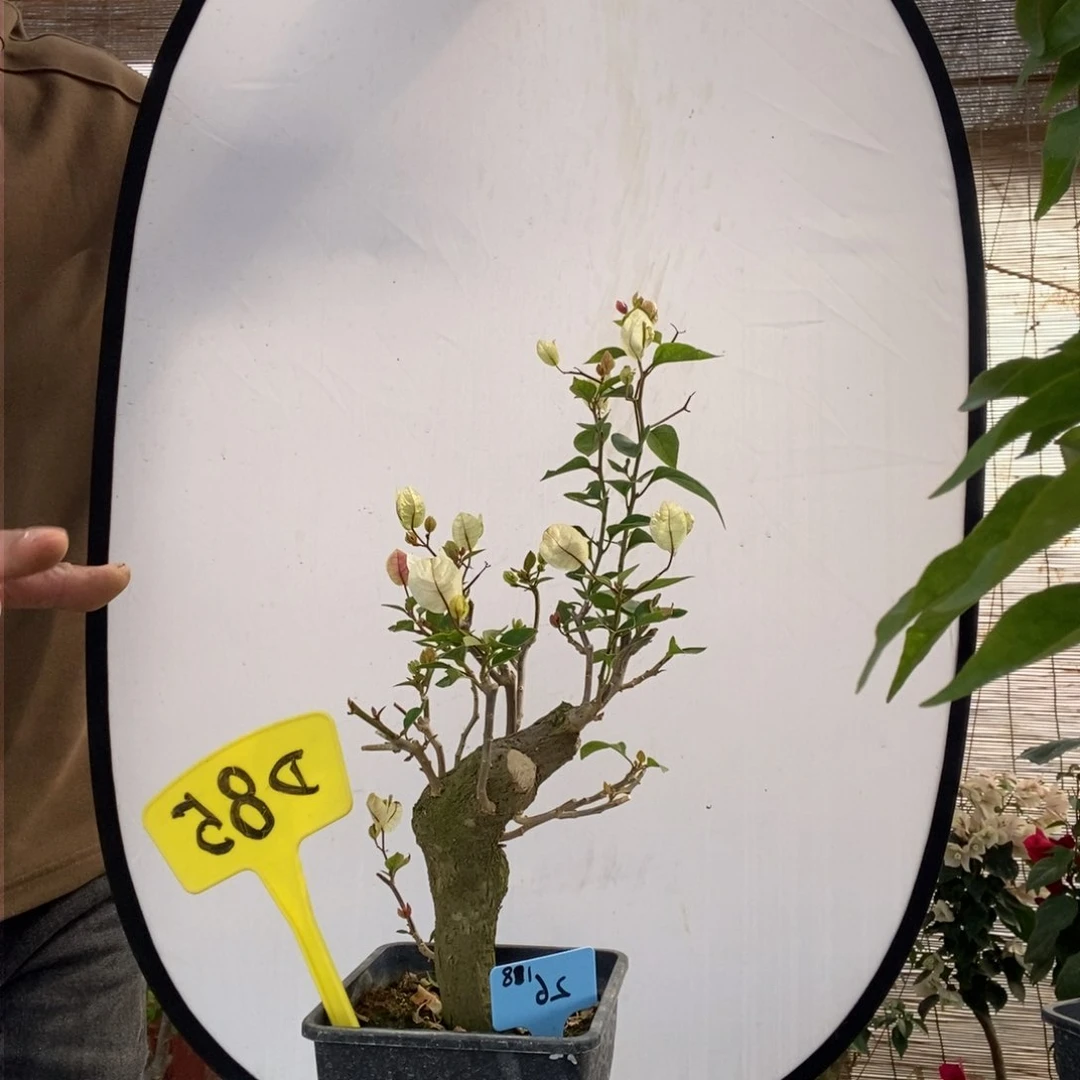 像****人三角梅红樱D85