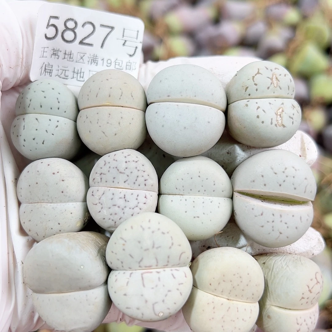 5827四年大白12个2-2.5cm侧面老疤有点干特价
