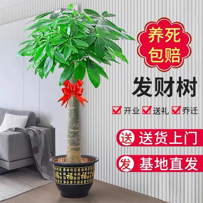 【送货上门】1.3-1.5米发财树客厅办公室室内外绿植盆栽大棵植物