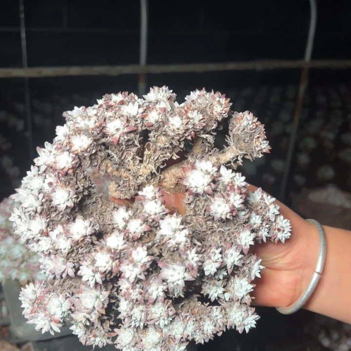 葛*1357瑕疵哈哈哈哈哈哈哈哈