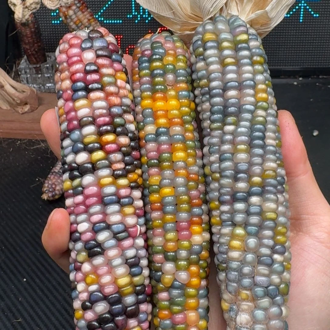 柏香籽/百香籽吊坠秋****e