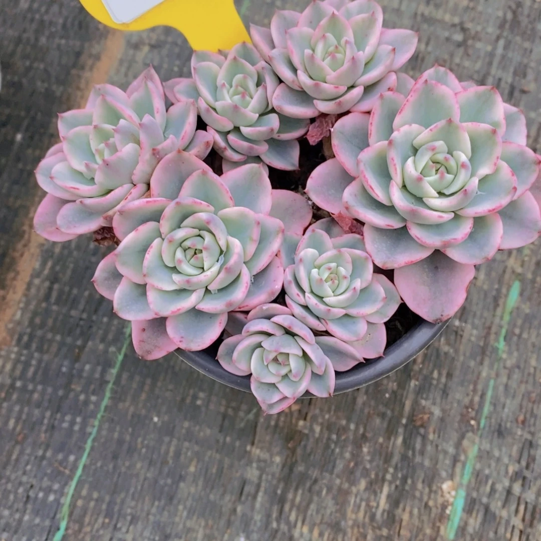 938号 老桩奶油黄桃锦