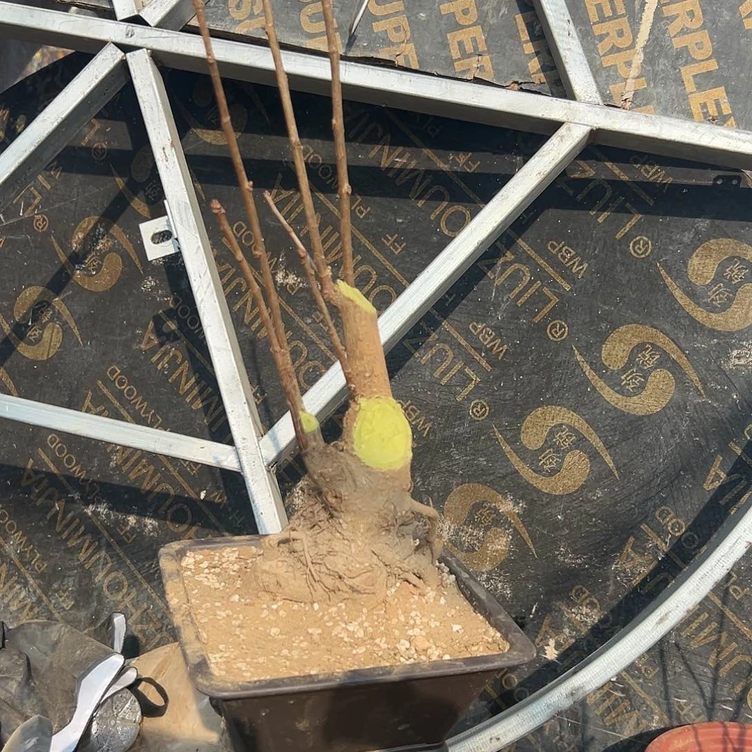 向****无花朵银杏盆景不带盆