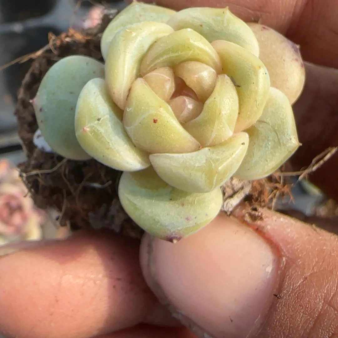 多肉小卡拉米糖心一物一拍